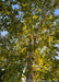 Upward looking view of the tree's main trunk showing its creamy-white to gray peeling bark and branches which are covered in large green leaves.