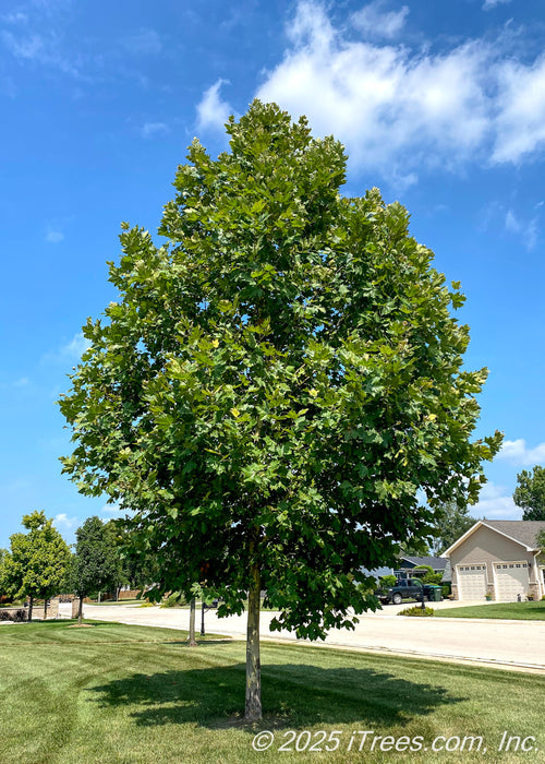 A young Monumental Planetree grows on a residential parkway, seen with a dense pyramidal canopy of green leaves. 