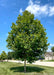A young Monumental Planetree grows on a residential parkway, seen with a dense pyramidal canopy of green leaves. 