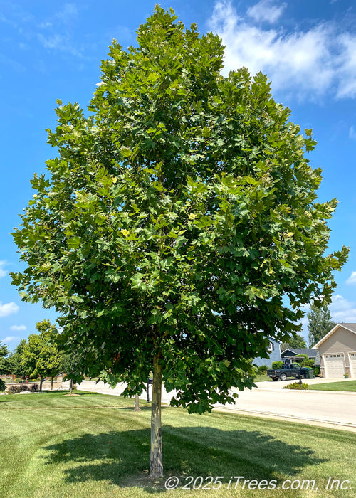 A young Monumental Planetree grows on a residential parkway, seen with a dense pyramidal canopy of green leaves and creamy white to gray peeling bark.