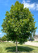 A young Monumental Planetree grows on a residential parkway, seen with a dense pyramidal canopy of green leaves and creamy white to gray peeling bark.