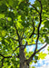 View looking up at trunk from underneath the tree's green canopy.