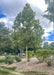 Exclamation London Planetree planted in a berm along a parking lot.