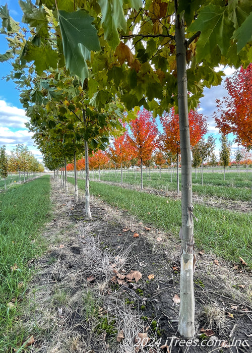 A row of london planetree grow in the nursery during fall, shows lower canopy with  transitioning fall color and closeup of trunk.
