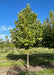 A single london planetree in the nursery with green leaves.