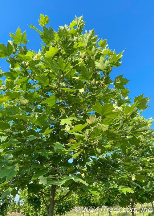 View of green canopy.