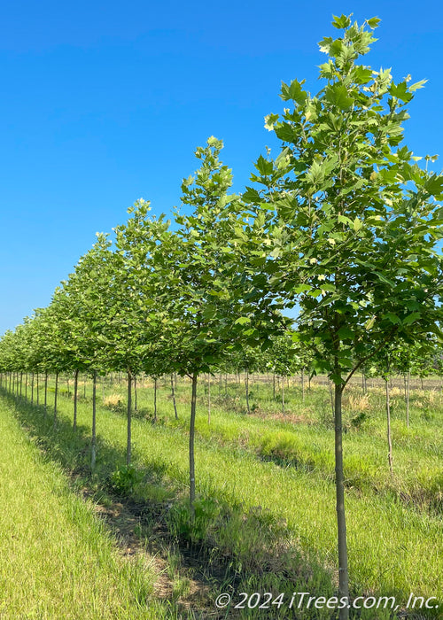 A row of london planetree in the nursery with green leaves.