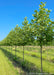 A row of london planetree in the nursery with green leaves.