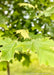 Closeup of newly emerged bright green leaves.