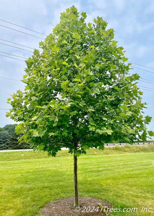 Exclamation London Planetree with green leaves planted in an open area of a yard.