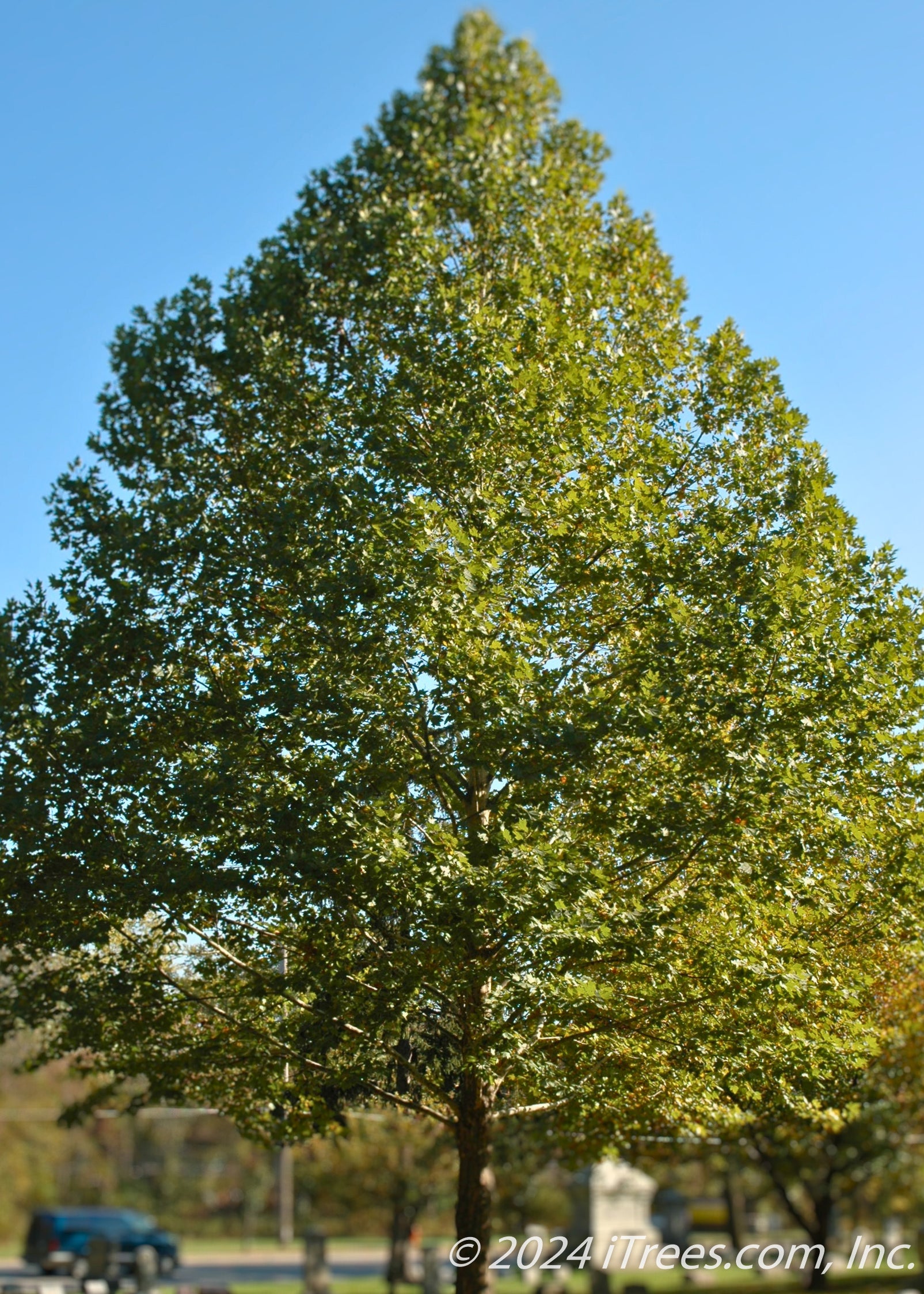 Monumental™ London Planetree