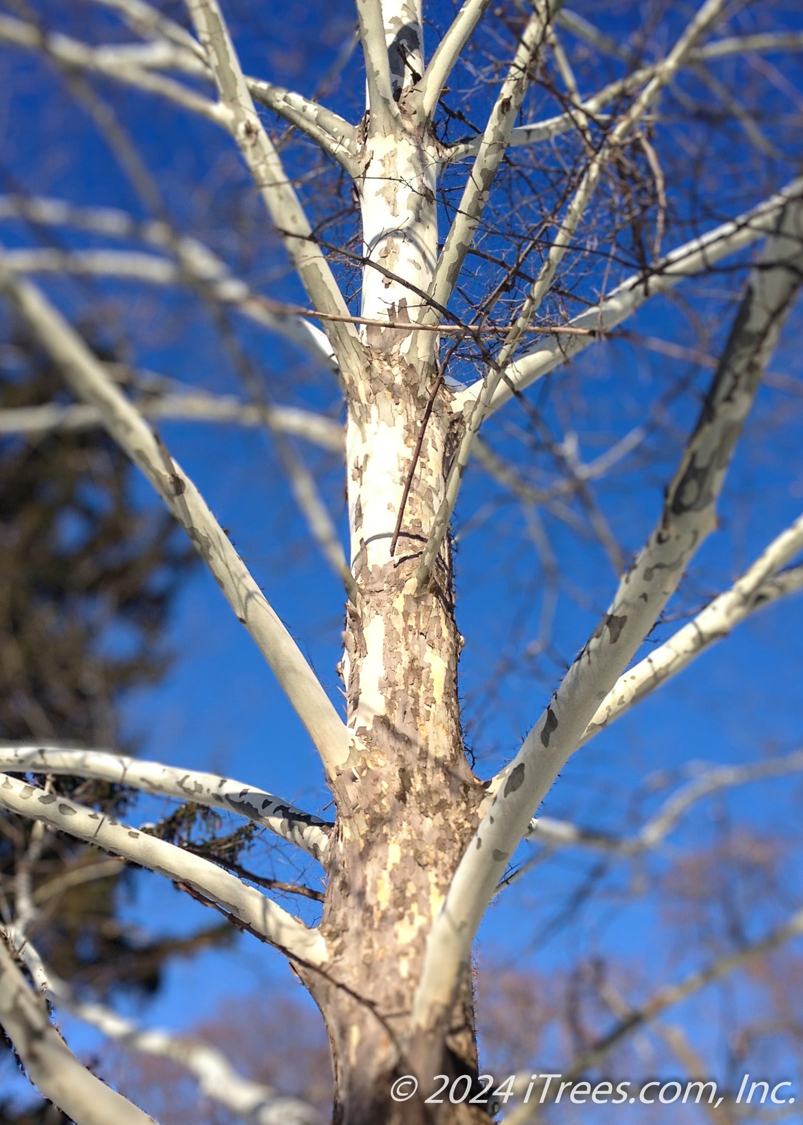 Monumental™ London Planetree