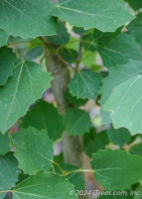 Closeup of softly toothed green leaves.