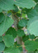Closeup of softly toothed green leaves.