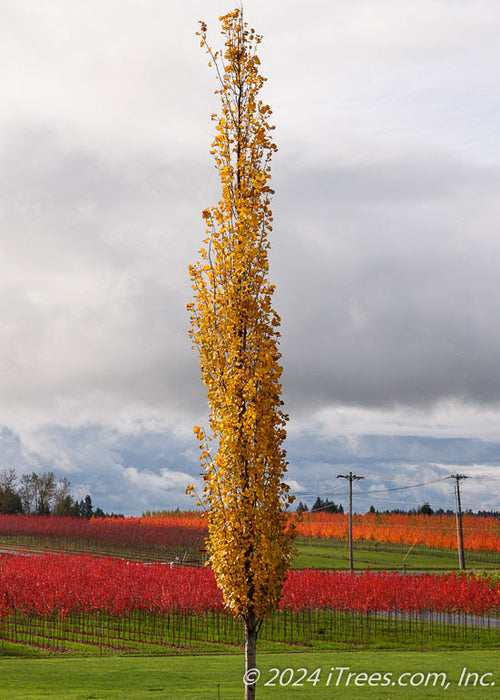 Swedish Columnar Aspen at the nursery with yellow fall color.