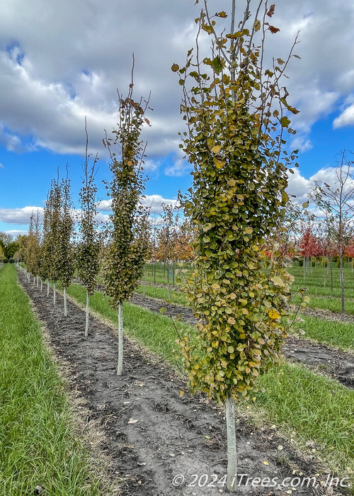A row of Swedish Columnar Aspen at the nursery with changing fall color.