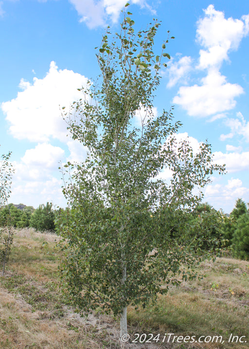 Quaking Aspen at the nursery with a white trunk and green leaves.