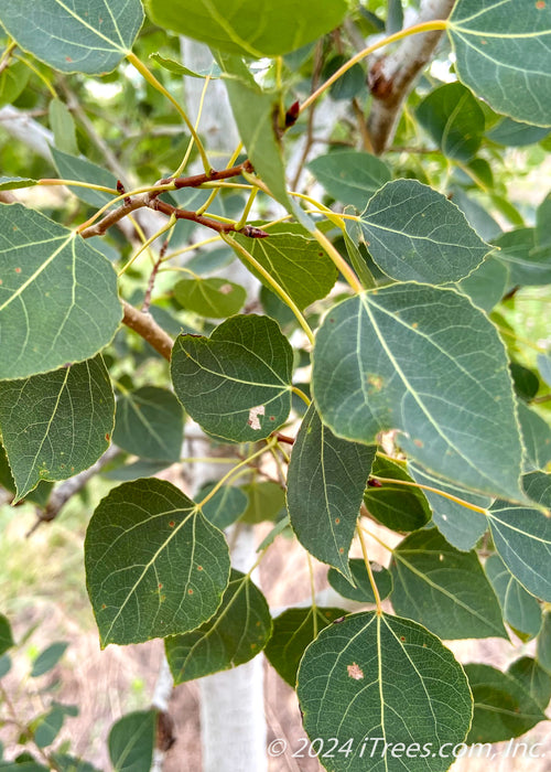 Closeup of dark green leaves with yellow stems.