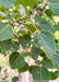 Closeup of dark green leaves with yellow stems.