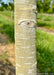 Closeup of a greyish-white trunk.