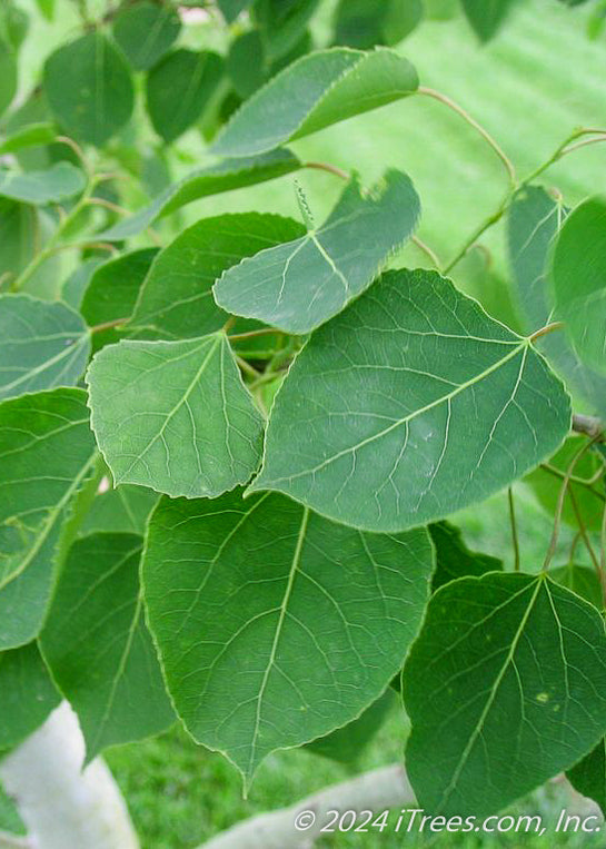 Prairie Gold® Aspen