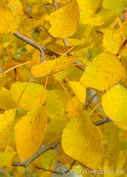 Closeup of yellow leaves and stems.