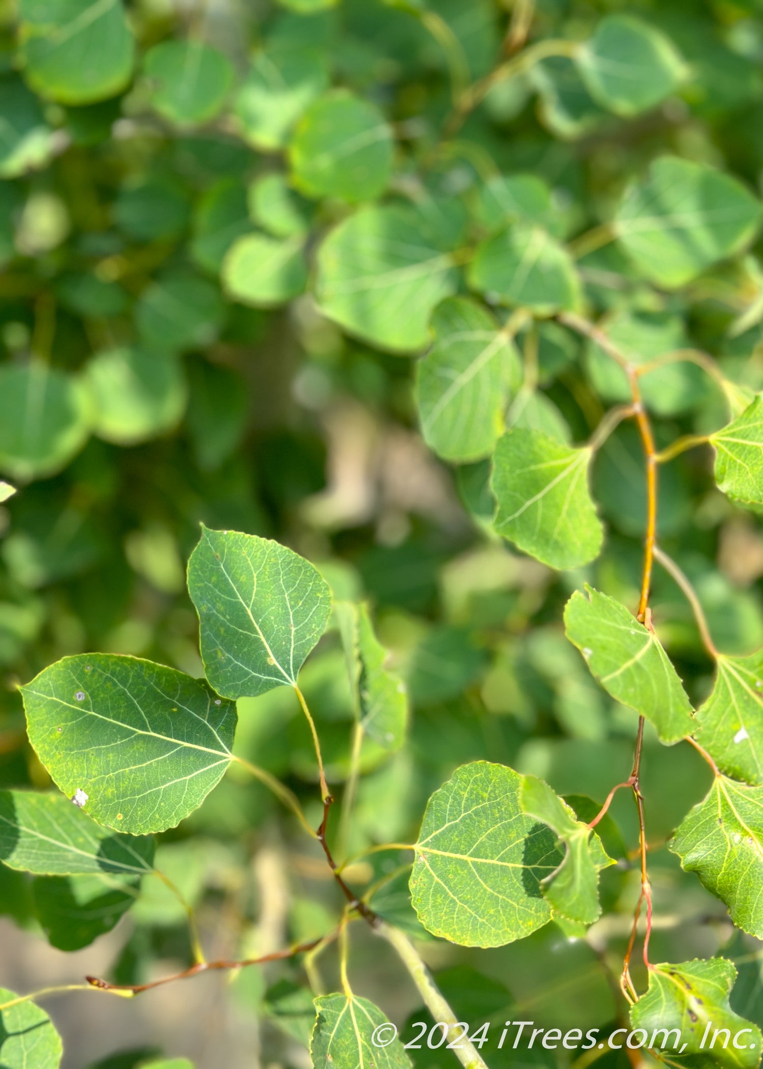 Prairie Gold® Aspen