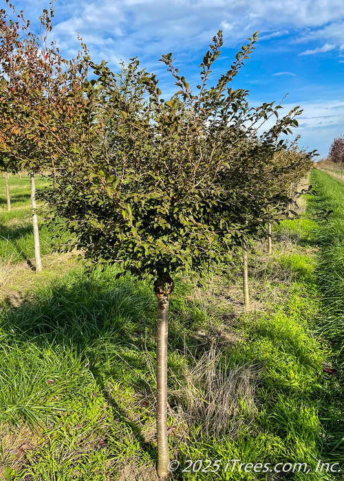 Little Twist Cherry in the nursery's field, early fall just before the leaves begin to change from green to Maroon. A bright blue sky is in the background, with strips of grass growing between the rows of trees.