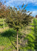 Little Twist Cherry in the nursery's field, early fall just before the leaves begin to change from green to Maroon. A bright blue sky is in the background, with strips of grass growing between the rows of trees.