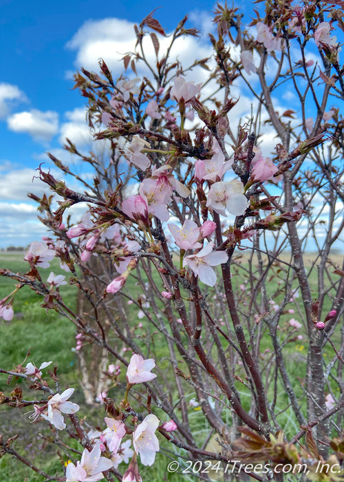 Closeup of the crown of the tree in bloom.