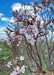 Closeup of the crown of the tree in bloom.