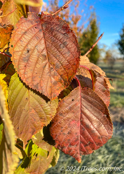 Closeup of reddish-brown leaves.