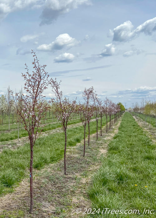 A row of Pink Flair Cherry in bloom at the nursery.