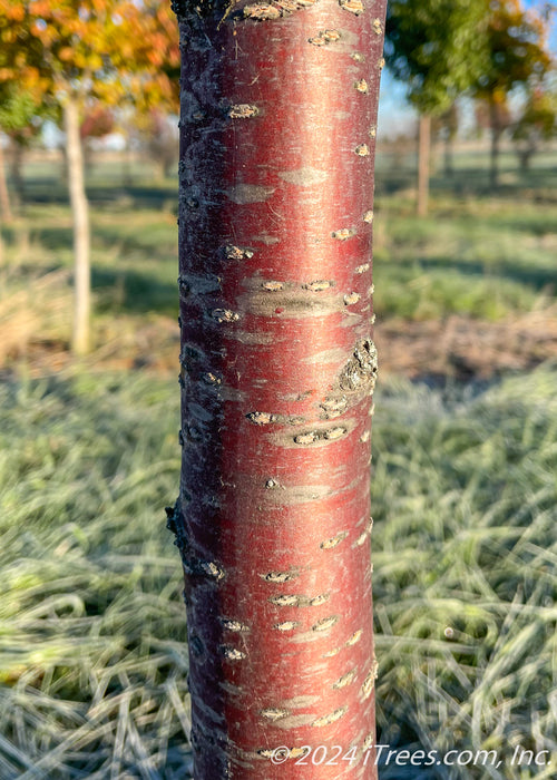 Closeup of reddish-brown trunk.