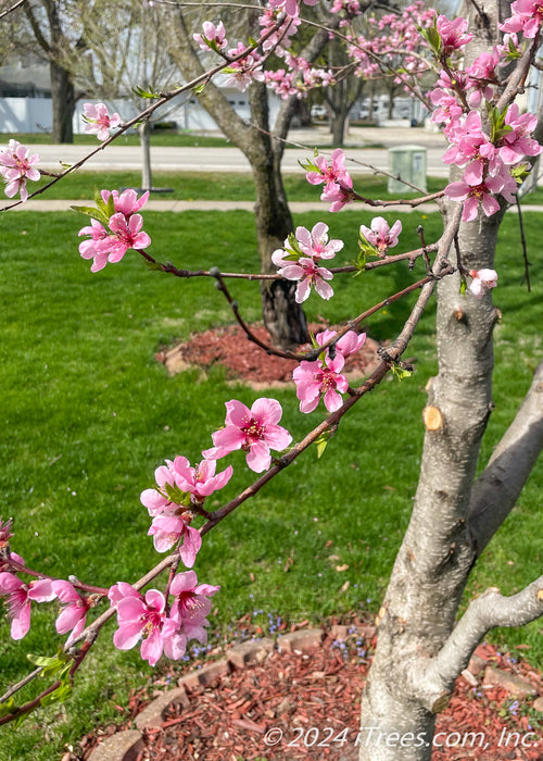 Closeup of a branch with pink flowers.