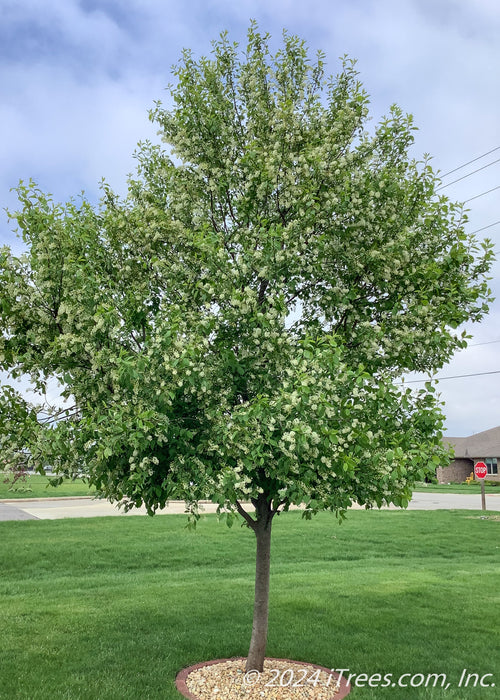 Canada Red Chokecherry