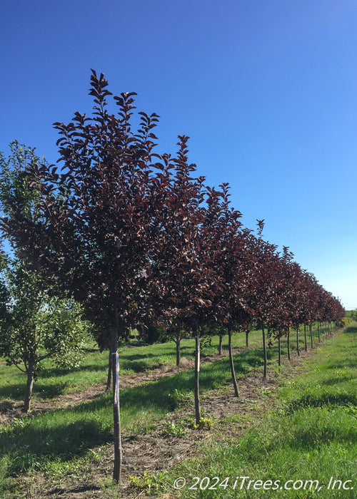 Canada Red Chokecherry