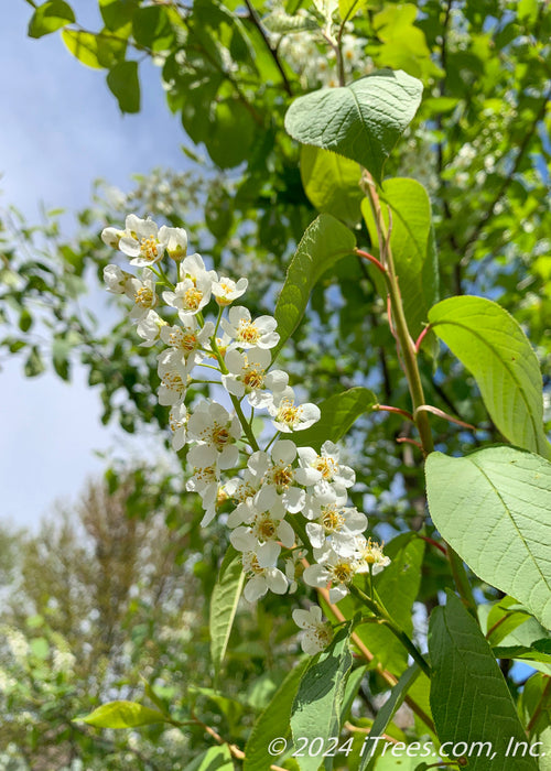 Canada Red Chokecherry