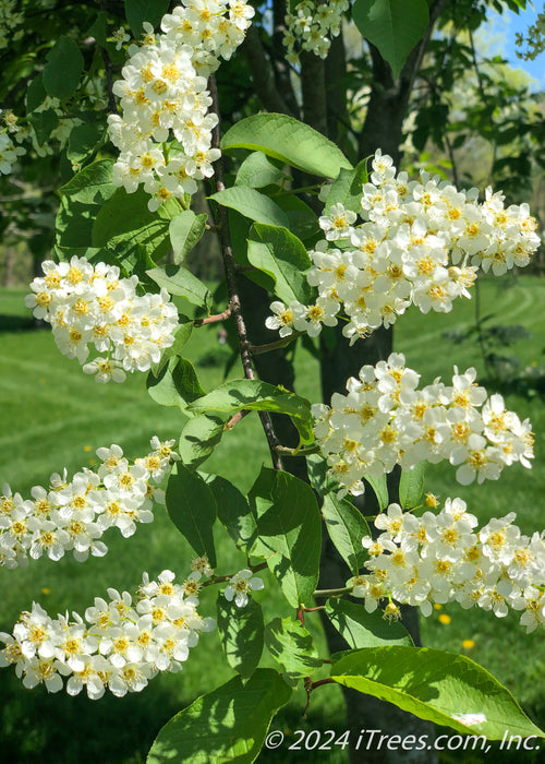 Canada Red Chokecherry