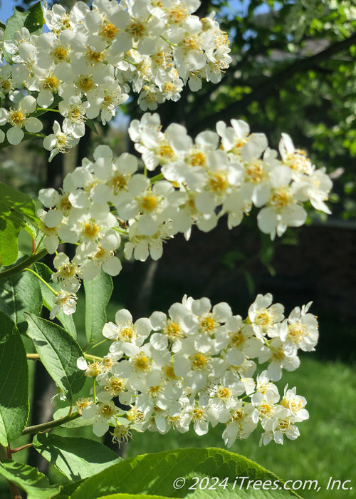 Canada Red Chokecherry