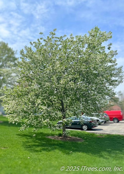 Canada Red Chokecherry in bloom with green leaves, shading a grassy area near a parking lot.