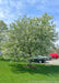 Canada Red Chokecherry in bloom with green leaves, shading a grassy area near a parking lot.