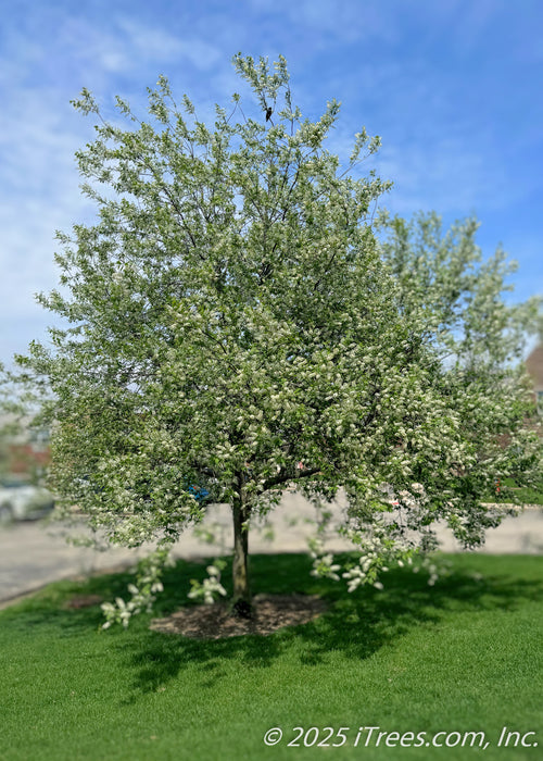 Canada Red Chokecherry in bloom with green leaves, with a bird sitting atop the branches, shading a grassy area near a parking lot.
