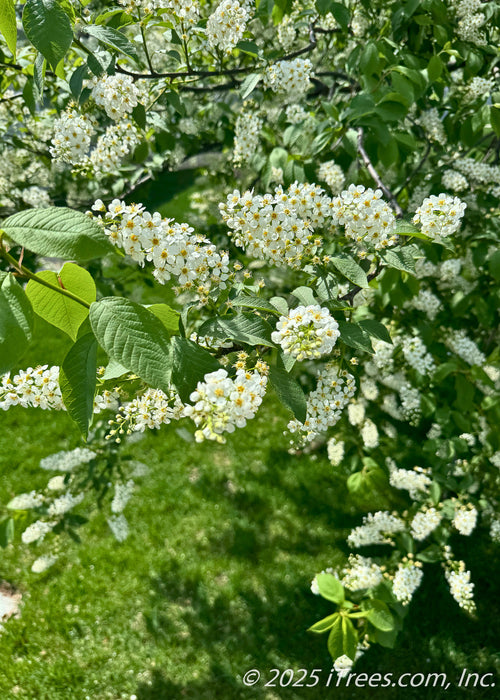 Closeup of white upward sweeping panicles of fragrant flowers. 
