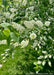 Closeup of white upward sweeping panicles of fragrant flowers. 