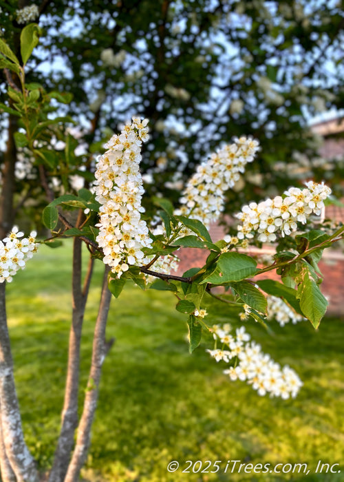 Closeup of white upward sweeping panicles of fragrant flowers. 