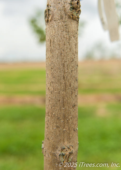Closeup of Purple Catalpa trunk.