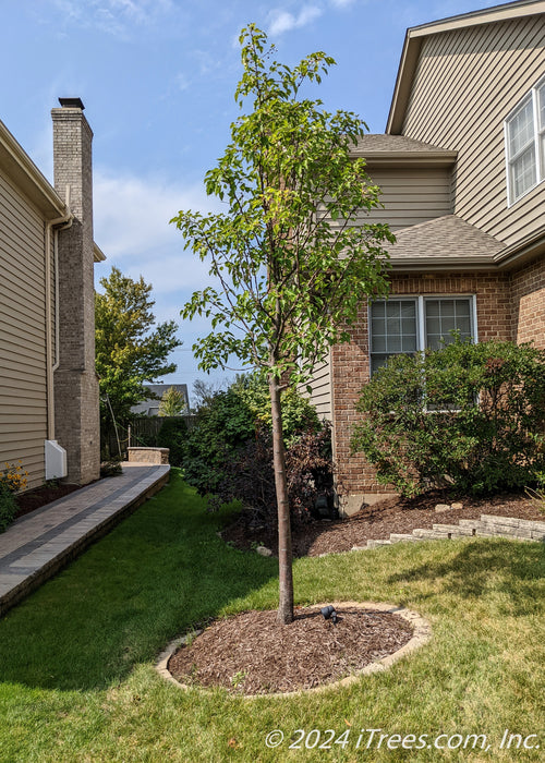 Aristocrat Ornamental Pear planted in the front side landscape of a home. 