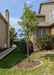 Aristocrat Ornamental Pear planted in the front side landscape of a home. 