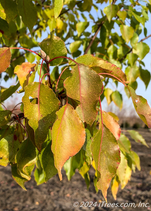 Closeup of leaves showing transitioning fall color.